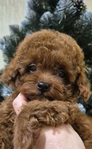 Хлопчик той пуделя