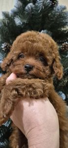 Хлопчик той пуделя