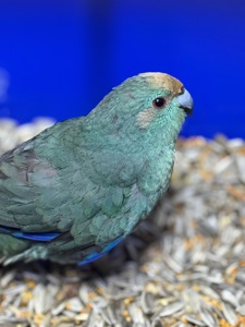 Попугай какарик ручные птенцы )