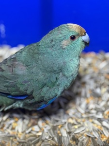 Попугай какарик ручные птенцы )