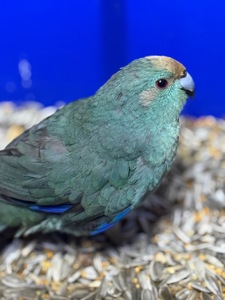 Попугай какарик ручные птенцы )