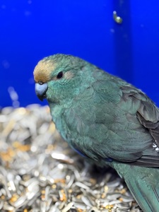 Попугай какарик ручные птенцы )