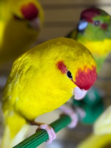 Желтые синие и зеленые птенцы Какарики