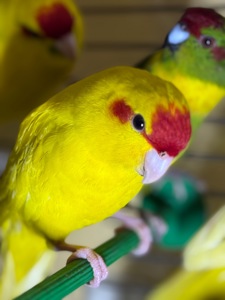 Желтые синие и зеленые птенцы Какарики