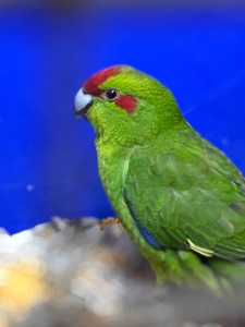 попугай какарик птенцы молодые для дома