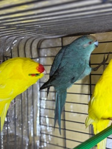 Синие попугаи Какарики молоденькие и другие цвета