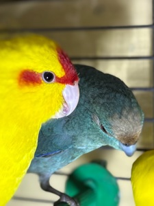 Синие попугаи Какарики молоденькие и другие цвета