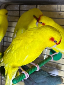 Попугай Какарик, синие, желтые и зеленые