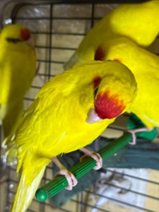 Попугай Какарик, синие, желтые и зеленые