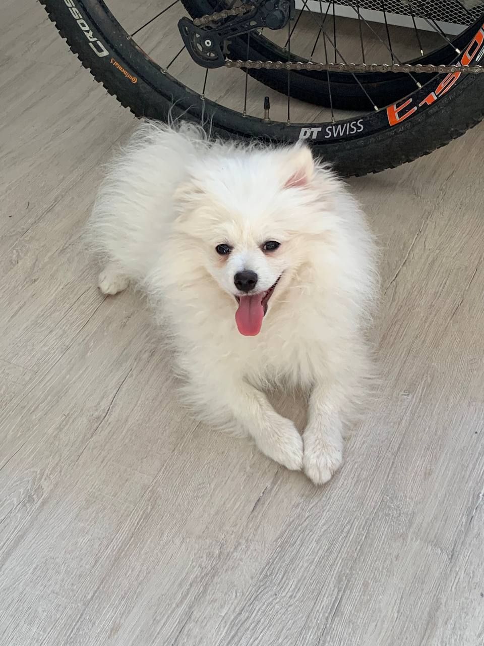 Продається Німецький шпіц (стандарт) Річард — ніжне, радісне й доглянуте цуценя 7 місяців