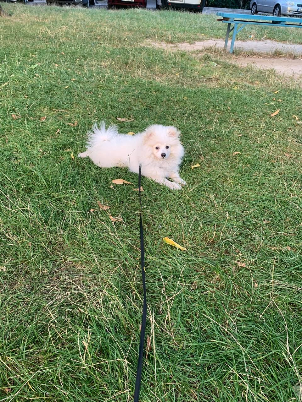 Продається Німецький шпіц (стандарт) Річард — ніжне, радісне й доглянуте цуценя 7 місяців