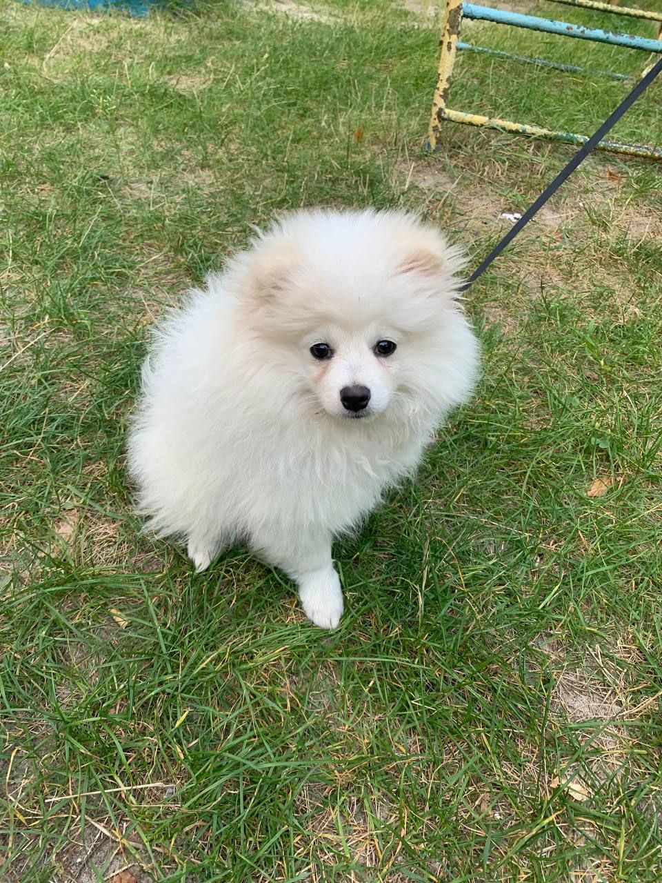 Продається Німецький шпіц (стандарт) Річард — ніжне, радісне й доглянуте цуценя 7 місяців