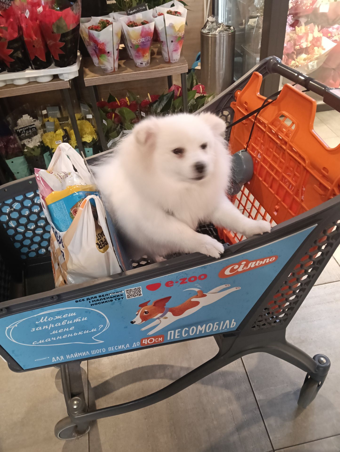 Продається Німецький шпіц (стандарт) Річард — ніжне, радісне й доглянуте цуценя 7 місяців