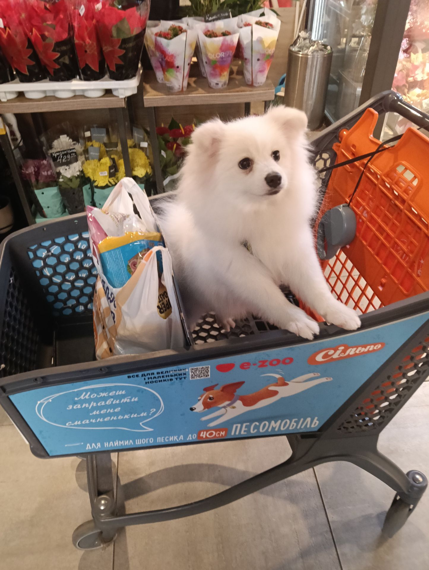 Продається Німецький шпіц (стандарт) Річард — ніжне, радісне й доглянуте цуценя 7 місяців