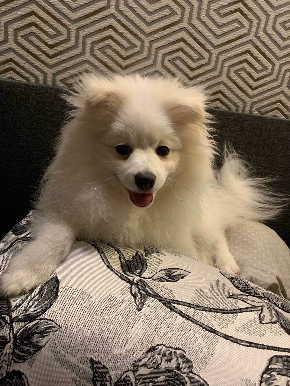 Продається Німецький шпіц (стандарт) Річард — ніжне, радісне й доглянуте цуценя 7 місяців