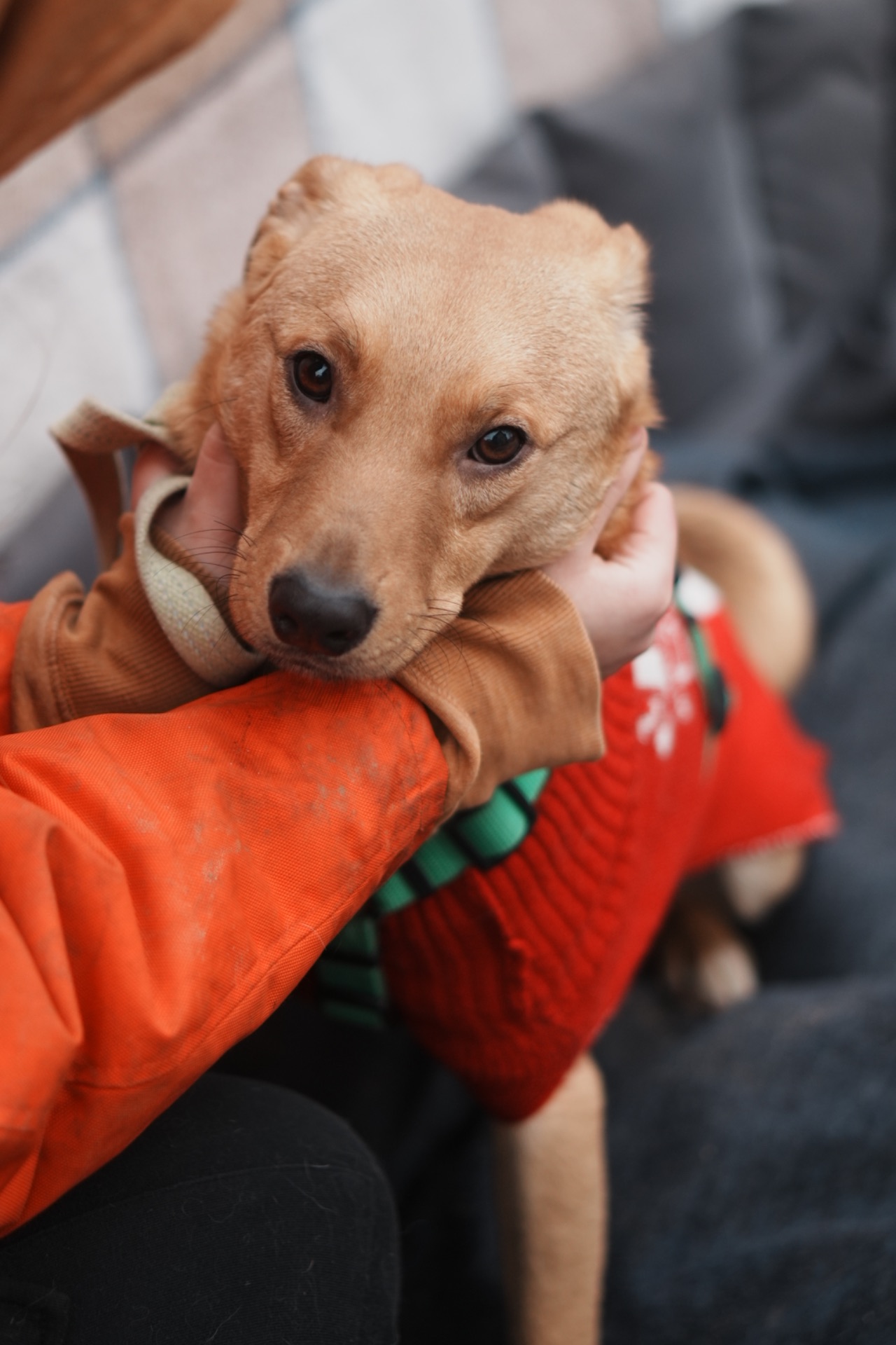 Дуже гарний рудий Лукас!