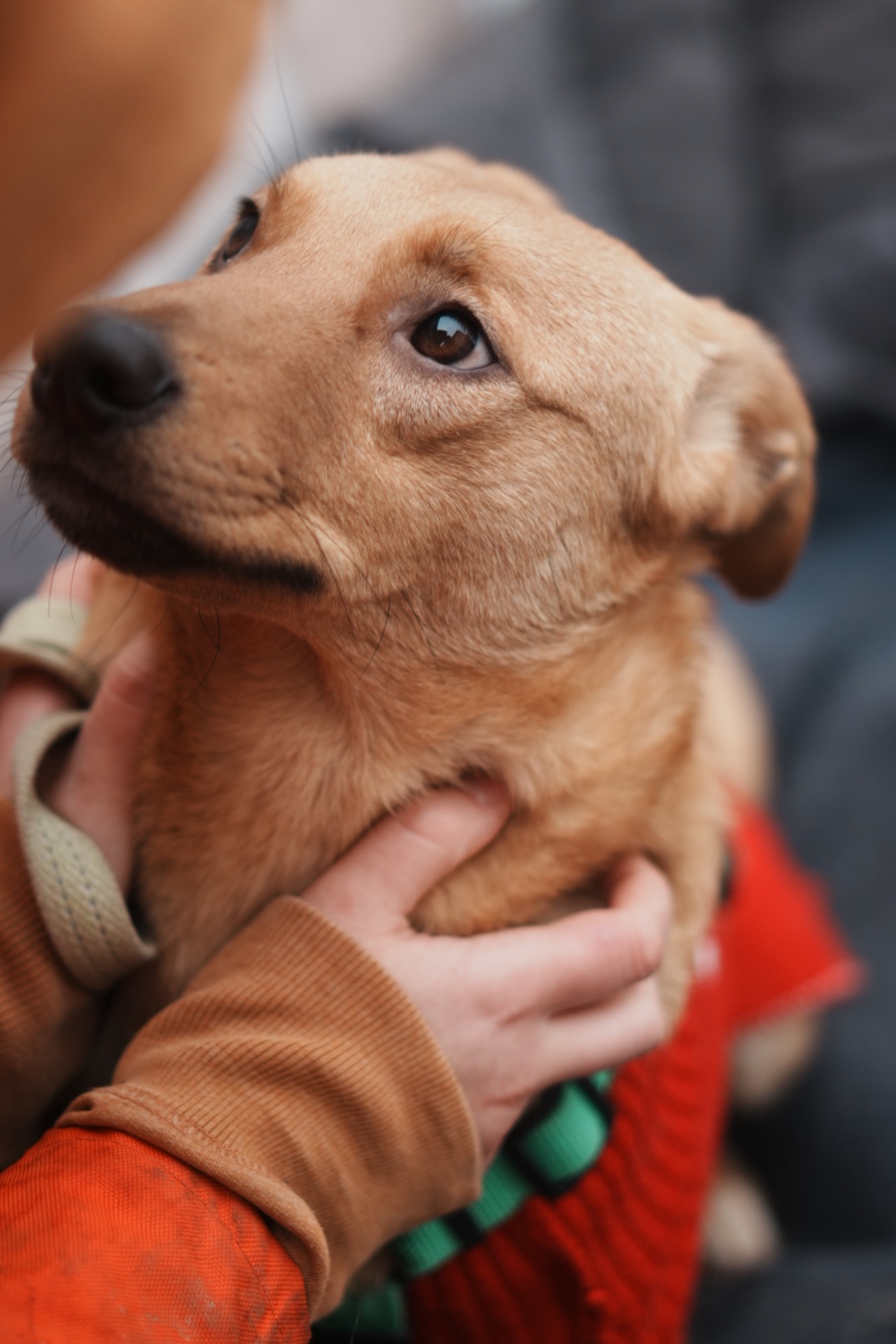 Дуже гарний рудий Лукас!