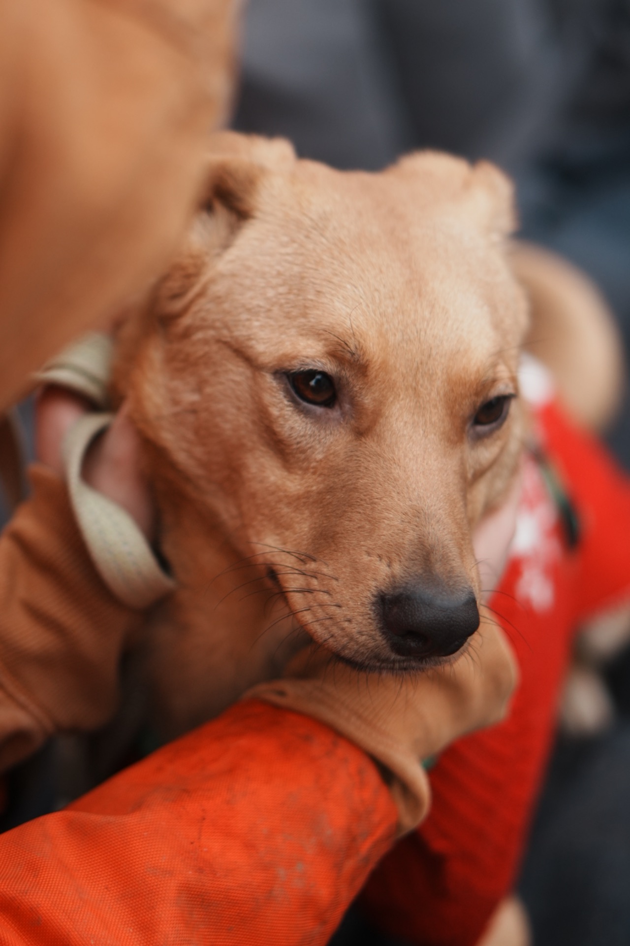 Дуже гарний рудий Лукас!