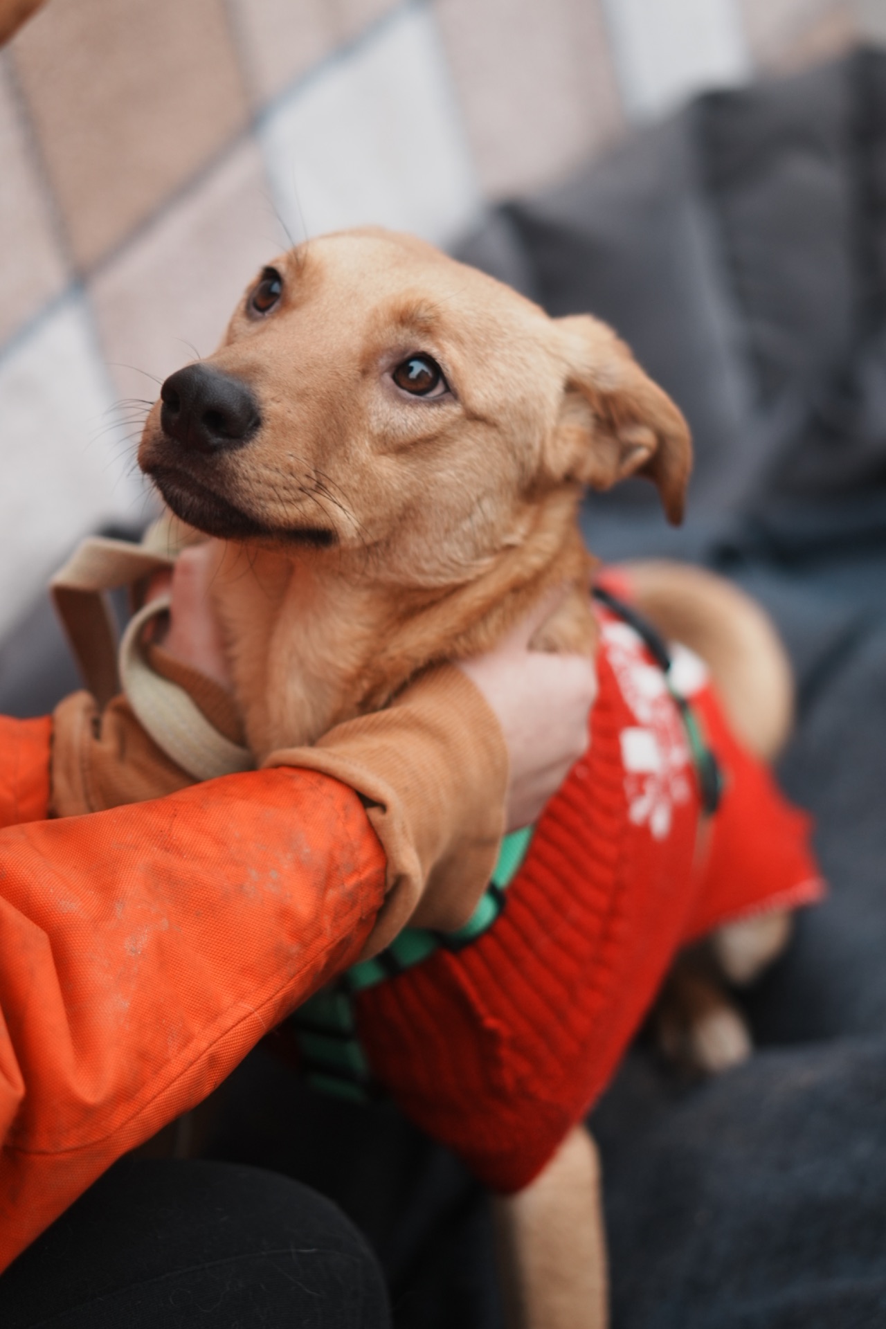 Дуже гарний рудий Лукас!