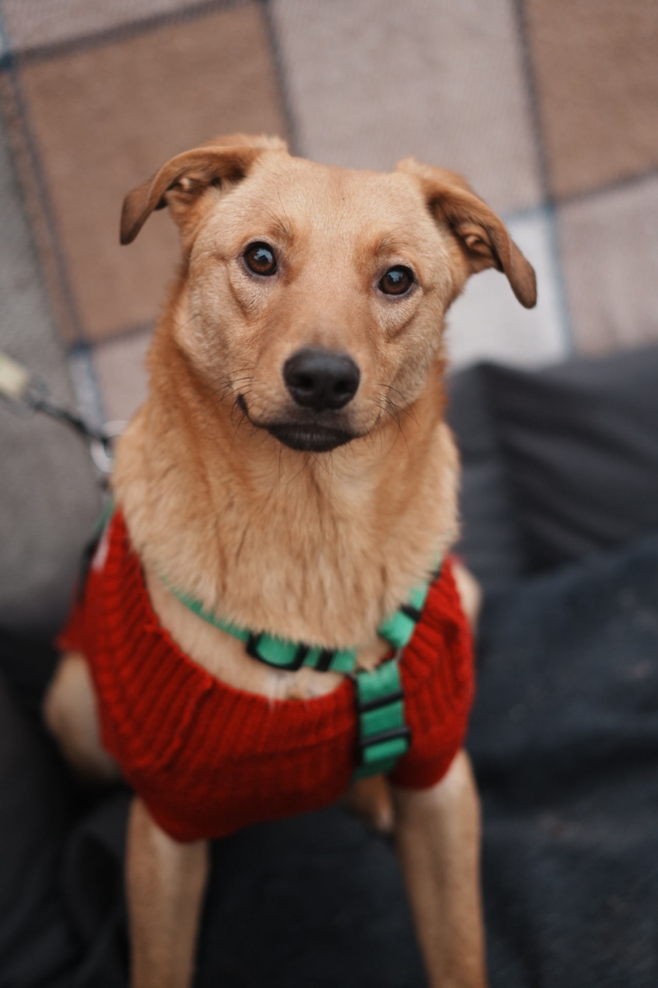 Дуже гарний рудий Лукас!