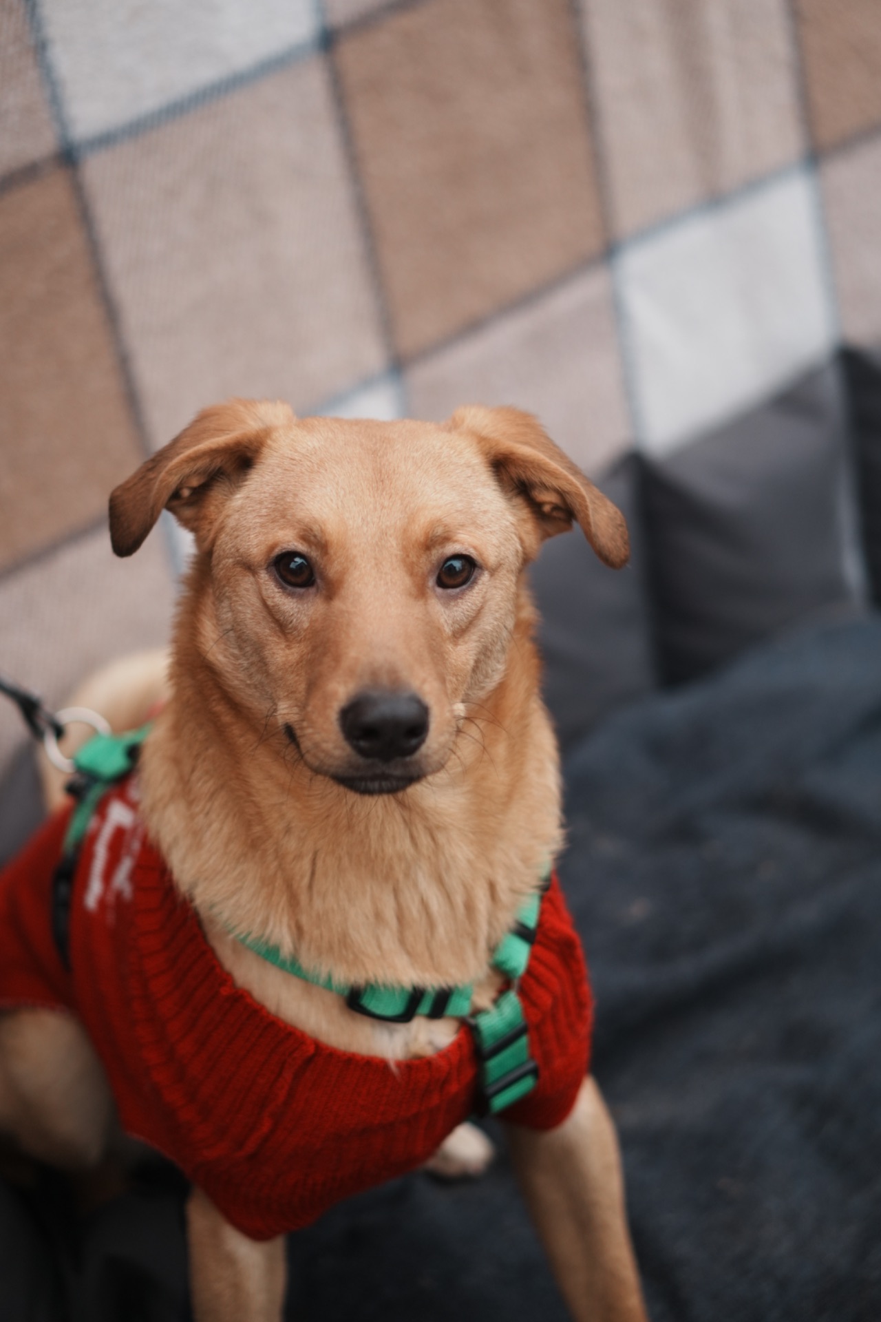 Дуже гарний рудий Лукас!