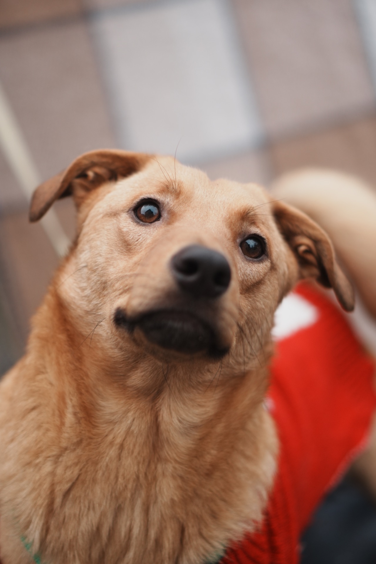 Дуже гарний рудий Лукас!