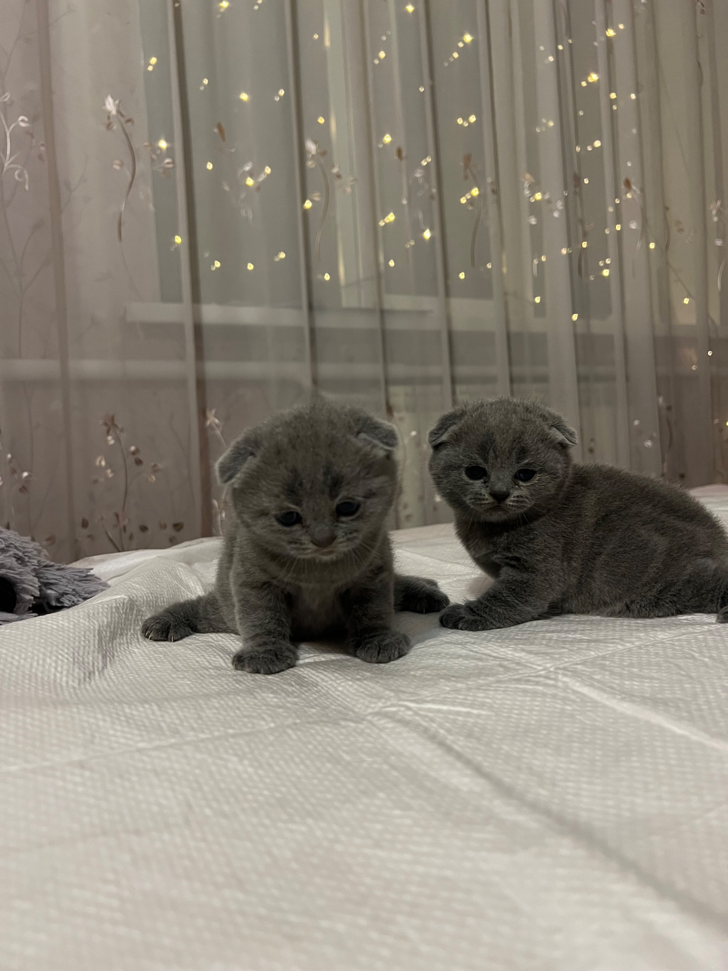 Кошенята скотіш фолд та скотіш страйт