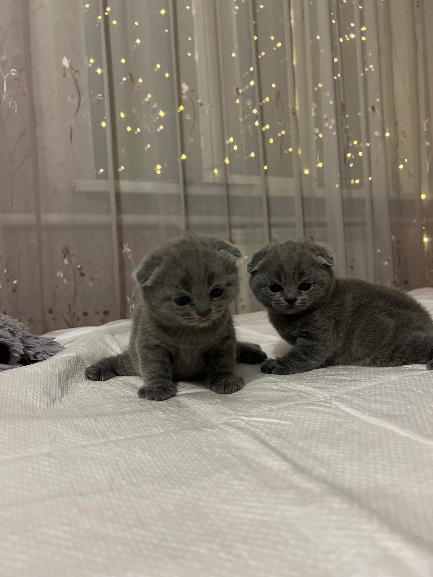 Кошенята скотіш фолд та скотіш страйт