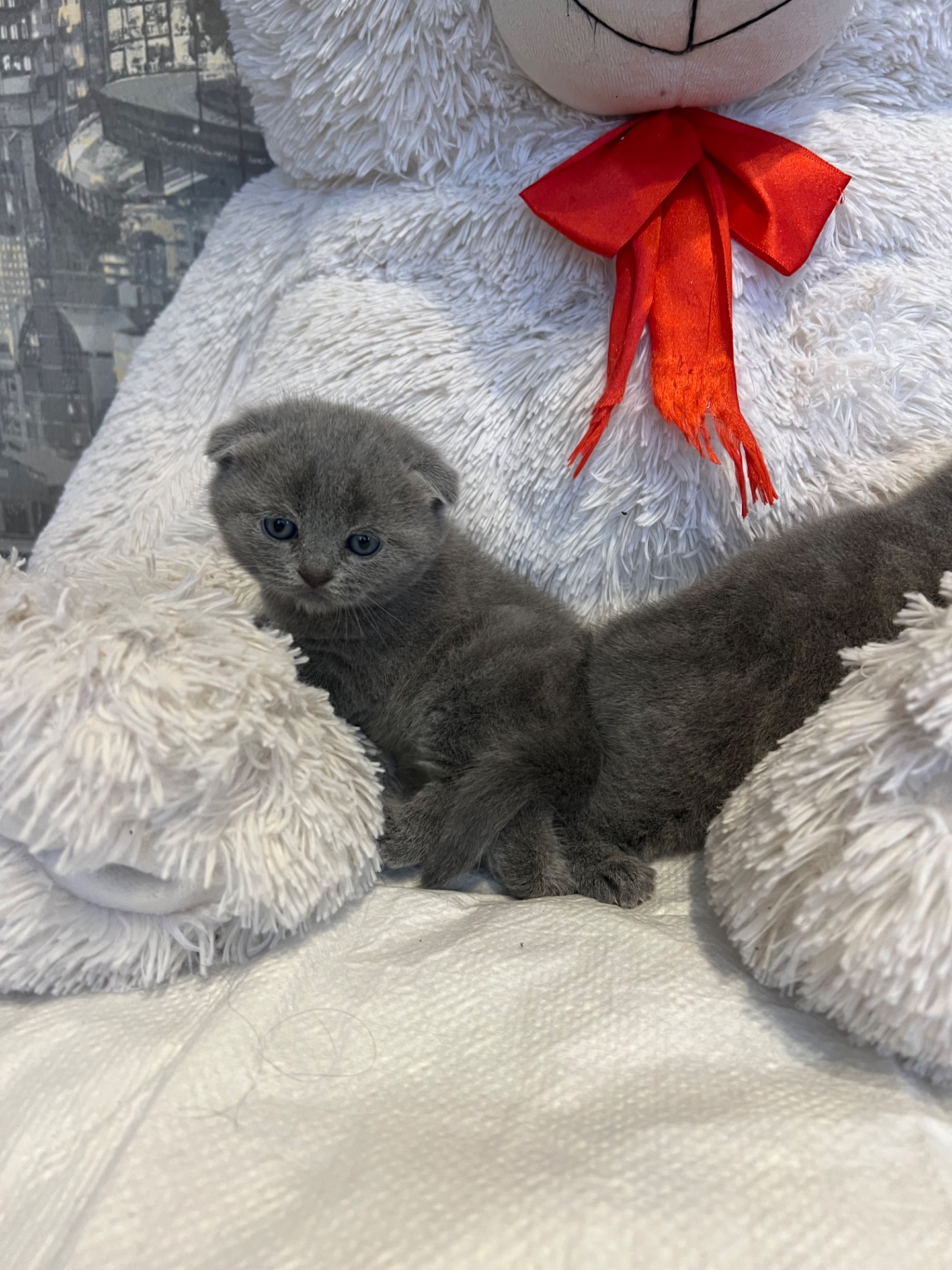 Кошенята скотіш фолд та скотіш страйт