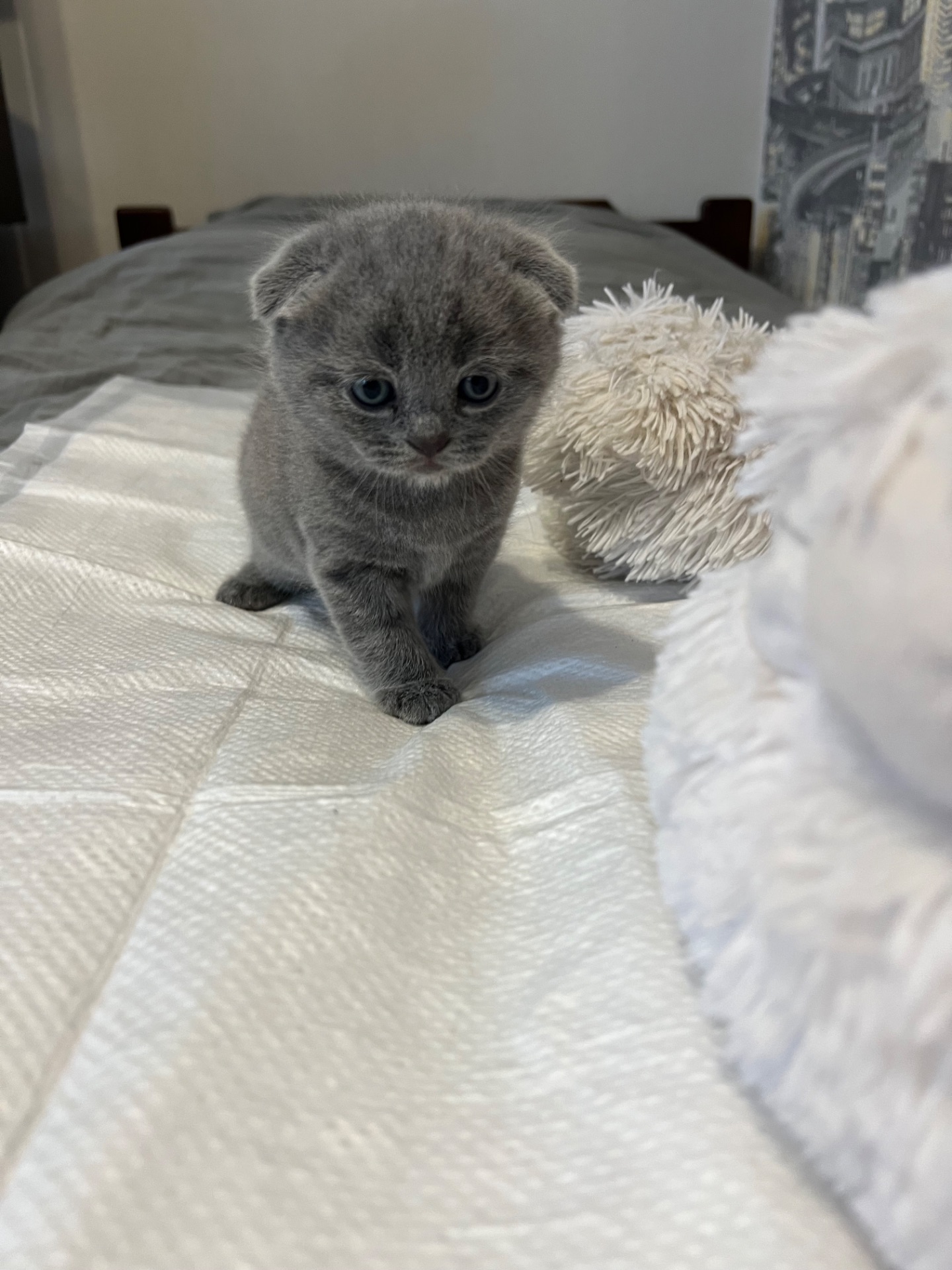 Кошенята скотіш фолд та скотіш страйт