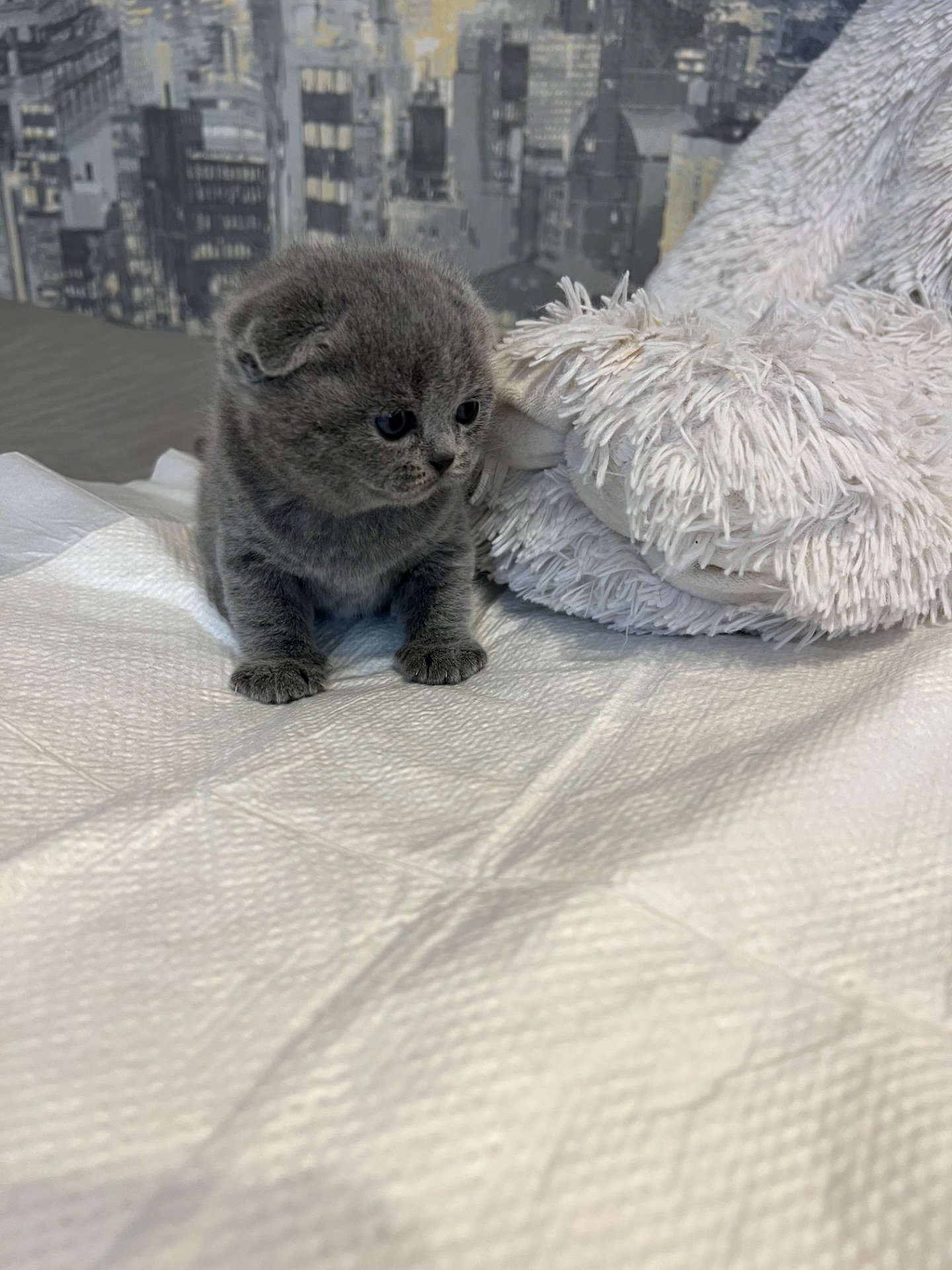 Кошенята скотіш фолд та скотіш страйт