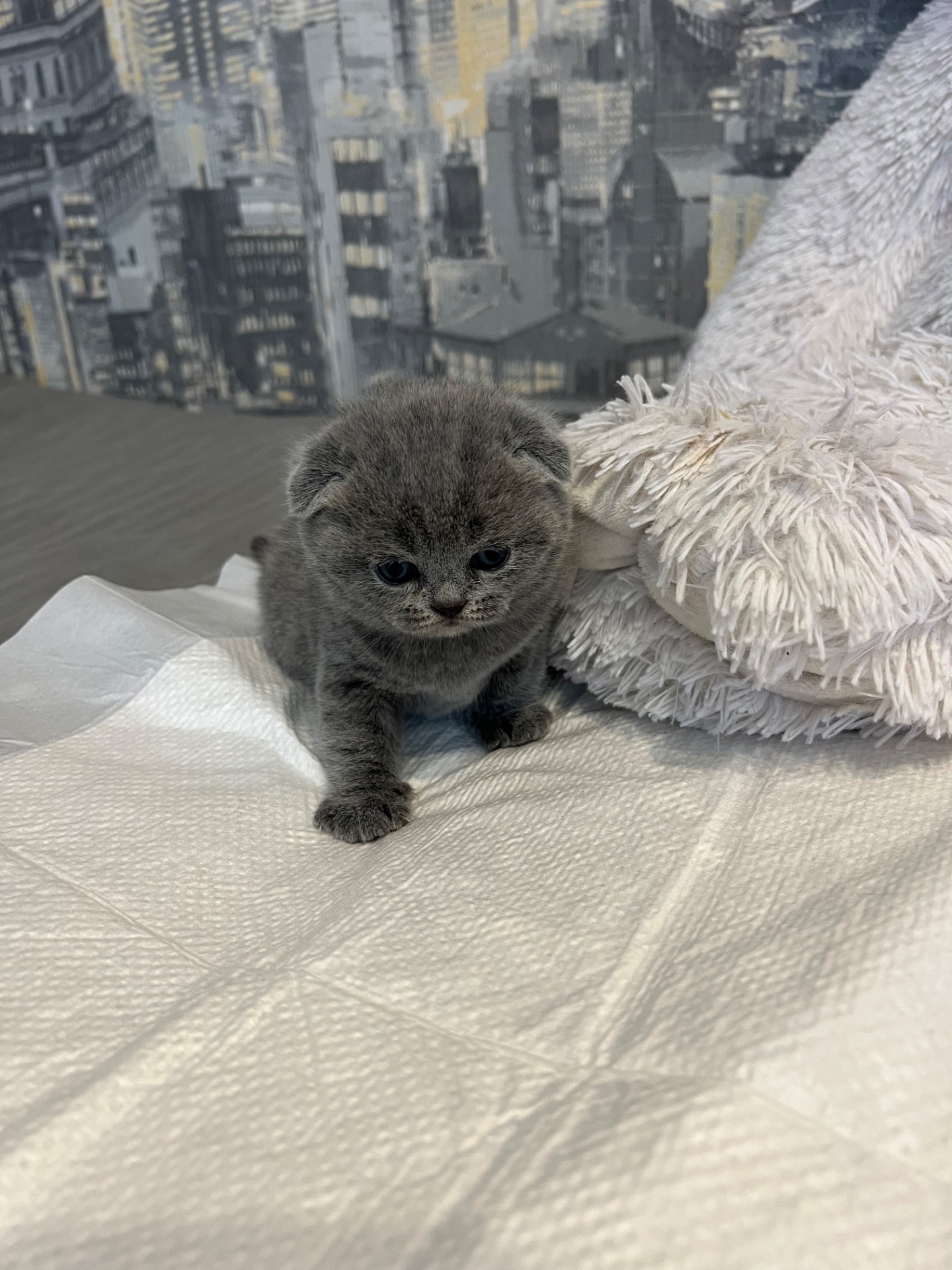 Кошенята скотіш фолд та скотіш страйт