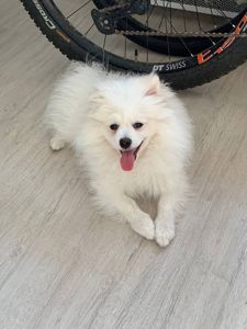 Продається Німецький шпіц (стандарт) Річард — ніжне, радісне й доглянуте цуценя 7 місяців