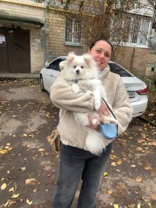 Продається Німецький шпіц (стандарт) Річард — ніжне, радісне й доглянуте цуценя 7 місяців