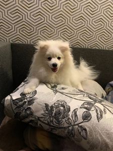 Продається Німецький шпіц (стандарт) Річард — ніжне, радісне й доглянуте цуценя 7 місяців