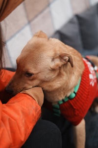 Дуже гарний песик Лукас в добрі руки!