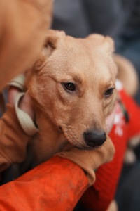 Дуже гарний рудий Лукас!