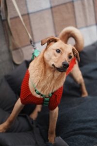 Дуже гарний песик Лукас в добрі руки!