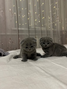 Кошенята скотіш фолд та скотіш страйт