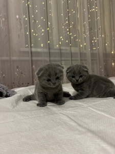 Кошенята скотіш фолд та скотіш страйт