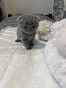 Кошенята скотіш фолд та скотіш страйт