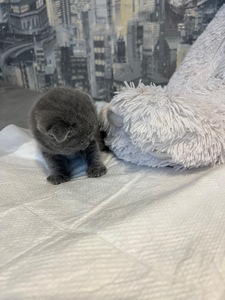 Кошенята скотіш фолд та скотіш страйт