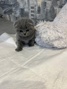 Кошенята скотіш фолд та скотіш страйт