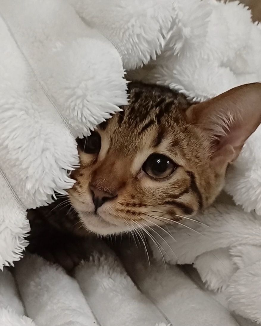 Клубні бенгальські кошенята