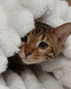 Клубні бенгальські кошенята