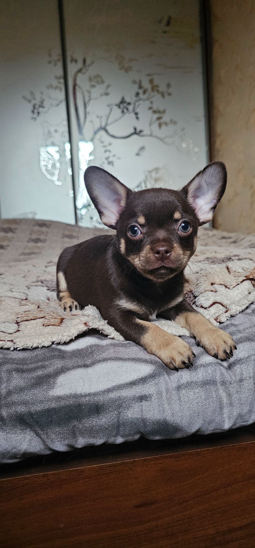 Мальчик чихуахуа КСУ