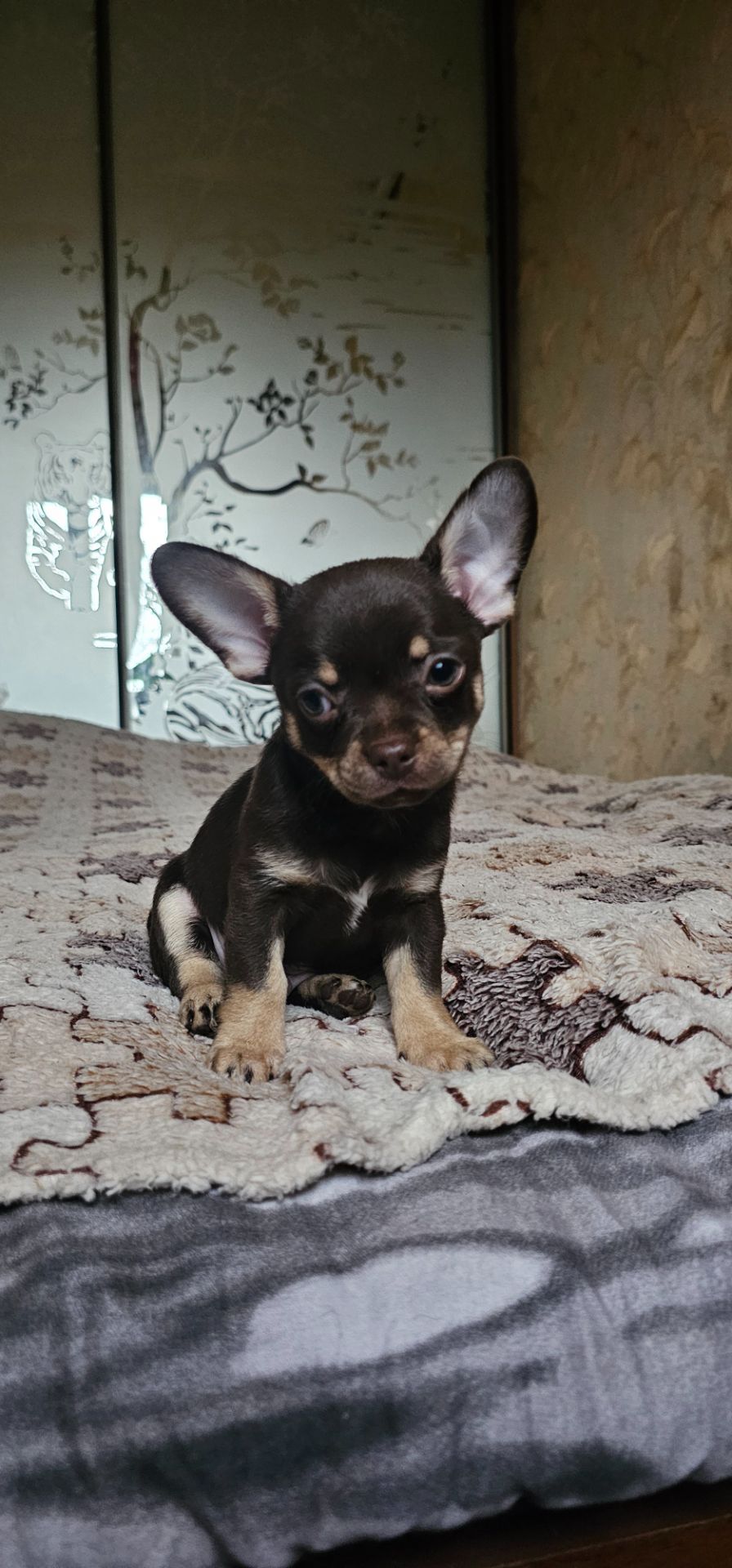 Мальчик чихуахуа КСУ