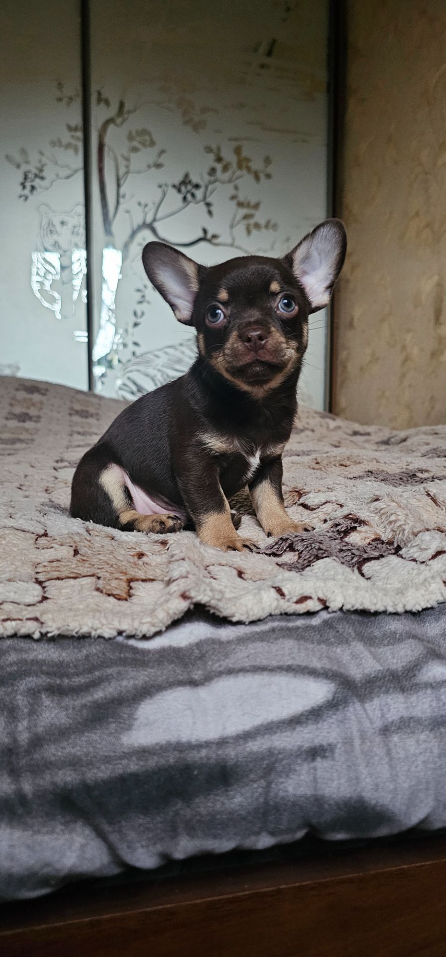 Мальчик чихуахуа КСУ