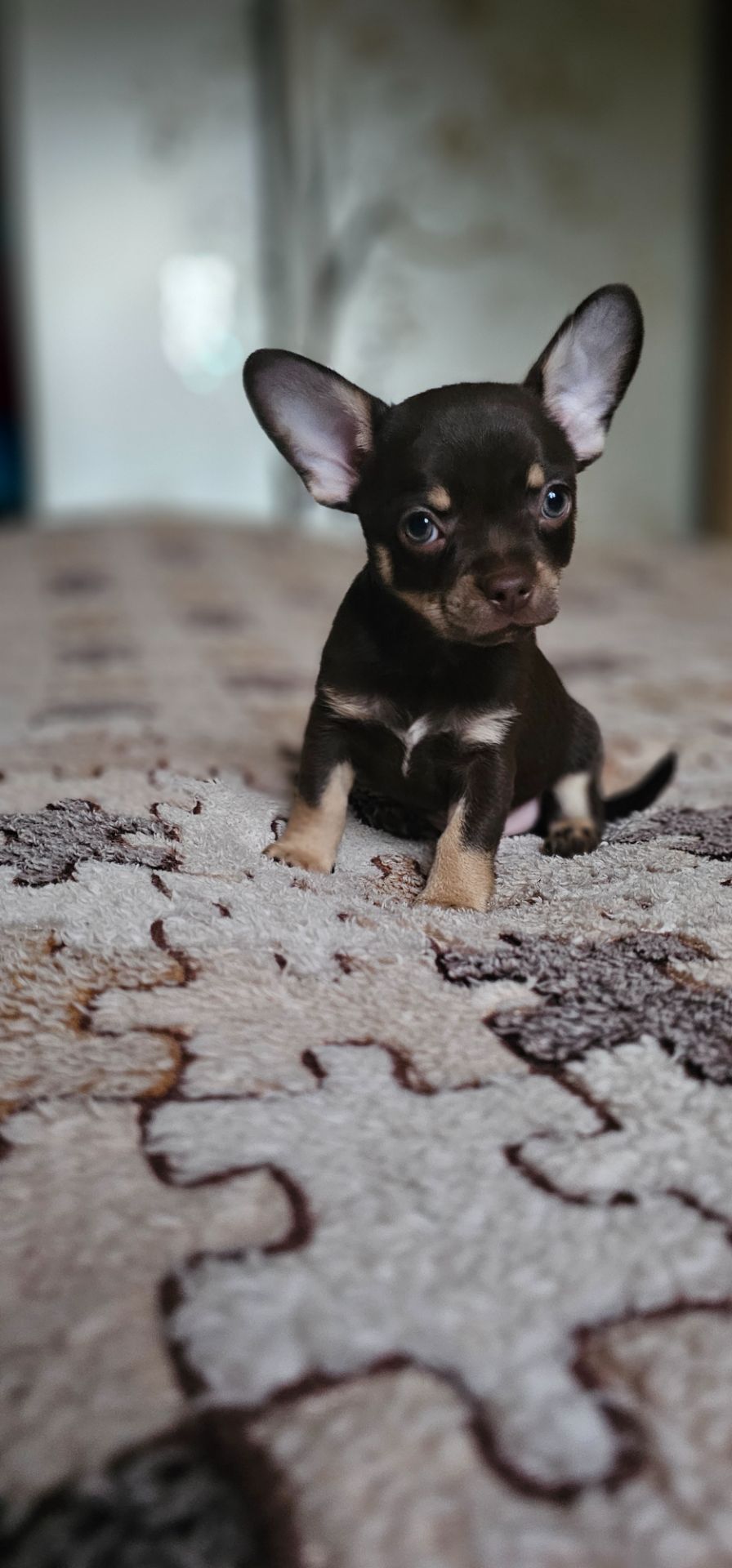 Мальчик чихуахуа КСУ