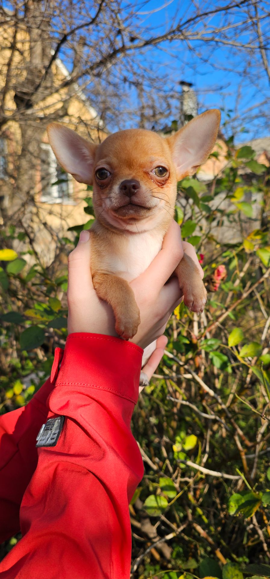 Девочка чихуахуа КСУ